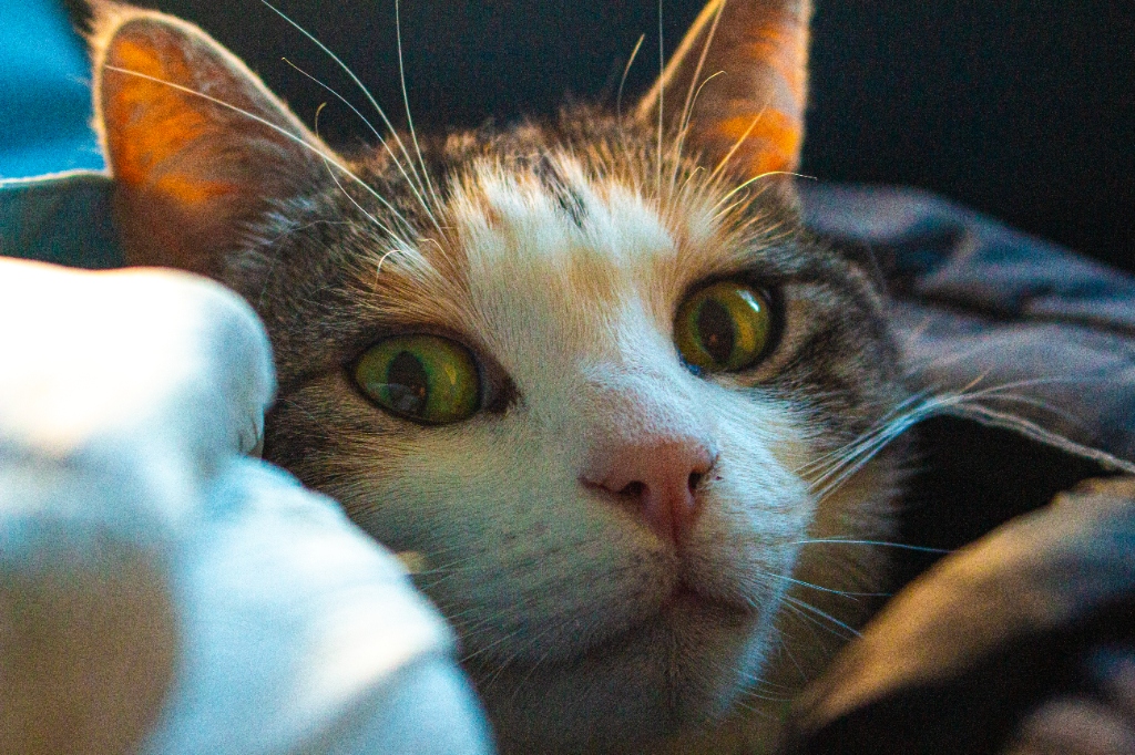 Portrait animalier - Chat aux yeux émeraude